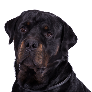 personal_athos_300x300